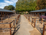 WG061023-93 - Warren Greatrex stable vist